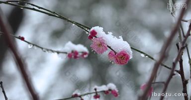 冬天下雪红梅花盛开唯美空镜
