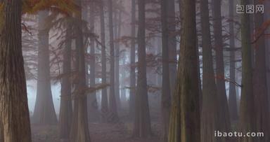 秋天水杉树林晨雾朦胧唯美