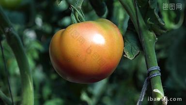 西红柿番茄洋柿子小柿子大棚