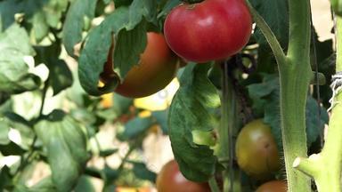 西红柿番茄洋柿子小柿子大棚