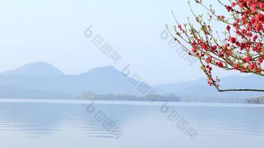 杭州西湖春天风光.