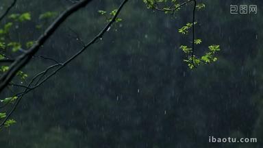 <strong>春天雨季</strong>雨滴树林树叶升空镜