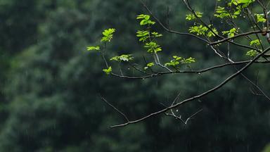 <strong>春天雨季</strong>雨滴树林树叶升格空镜