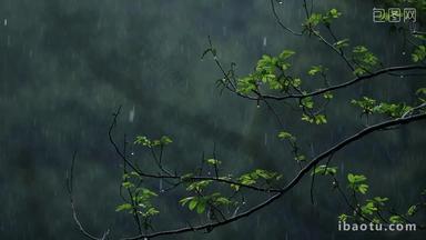 春天雨季雨滴树林树叶<strong>升格</strong>空镜