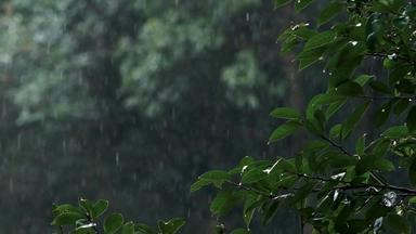 <strong>春天雨季</strong>雨滴树林树叶升格空镜