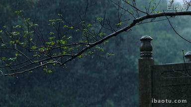 春天雨季雨滴树林树叶<strong>升格</strong>空镜