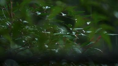 春天雨季雨滴树林树叶升格空镜
