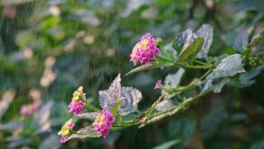 高清下雨雨滴花朵雨滴雨水