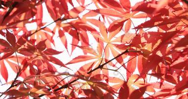 秋天阳光枫叶红枫逆光