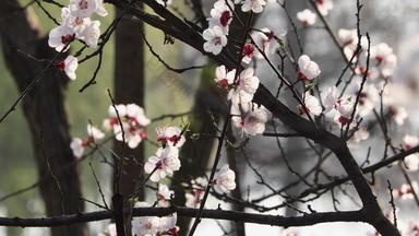 春天梨花杏花盛开空镜