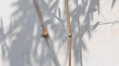 白色墙面竹子竹叶婆娑写意光影