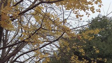 秋天银杏树也枯黄树枝树叶实拍