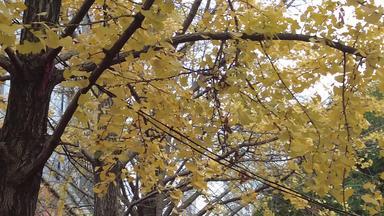 秋天银杏树也枯黄树枝树叶实拍