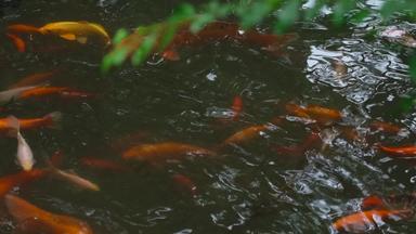 中式园林庭院红鱼空镜