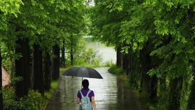 江南<strong>初夏</strong>下雨雨滴树叶空镜