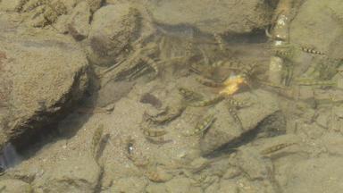 生态溪水野生溪鱼石斑鱼