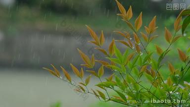 江南春天雨天雨水树叶升格空镜