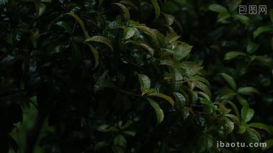 江南春天雨天雨水树叶升格空镜