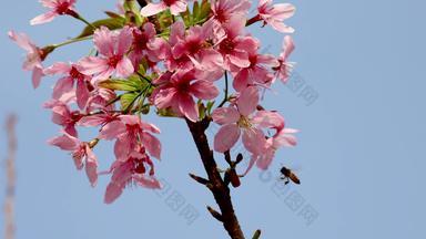 蓝天下的樱花粉色唯美实拍4k