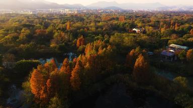 杭州西溪湿地清晨光影秋色航拍