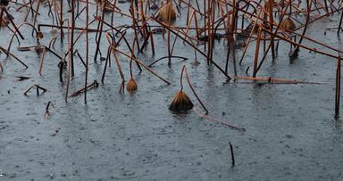 杭州西湖冬季雨天雨滴升格空镜