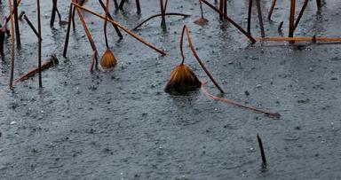 杭州西湖冬季雨天雨滴<strong>升格</strong>空镜