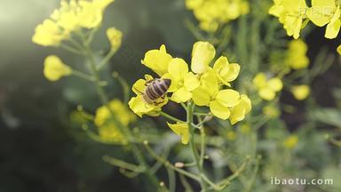 春季蜜蜂在花朵上采花授粉视频