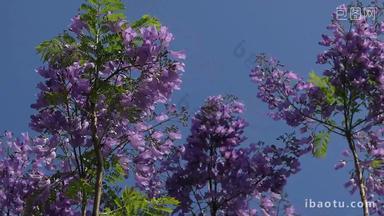 盛开的蓝花楹景观