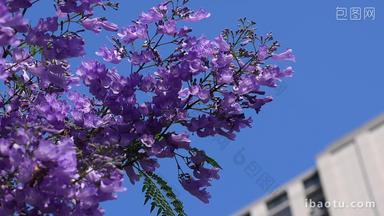 盛开的蓝花楹景观