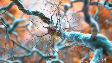 神经元神经网神经分支