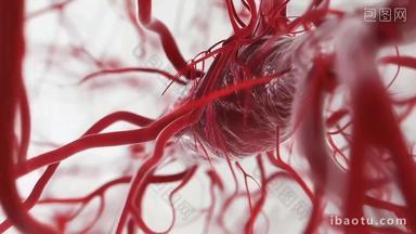 血管毛细血管血管网