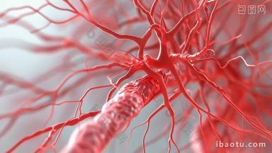 血管毛细血管血管网