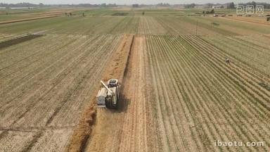 农业农村小麦收获丰收宣传片实拍