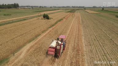 农业农村小麦收获丰收宣传片实拍