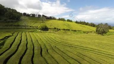 葡萄牙亚速尔群岛查戈雷纳、马亚、圣米格尔的空中录像<strong>茶</strong>园