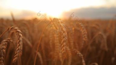 运动，小麦太阳