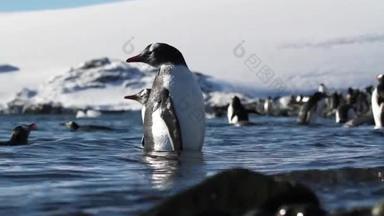 企鹅走路和游泳