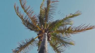 摇曳的棕榈树，映衬在蓝天下