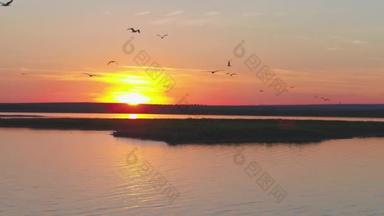 色彩斑斓的天空为背景的一群鸟。在河上的日落。海鸥岛。在日落时，空中的鸟飞