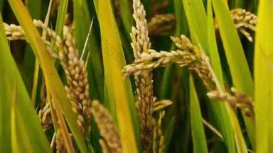 亚洲金色稻田在风里，等待收获的特写.