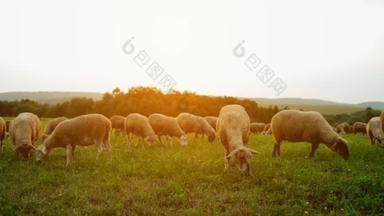群羊放牧在牧场里在斯洛伐克喀尔巴阡山脉山麓丘陵.