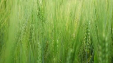 绿色大麦在领域