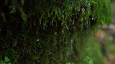水滴顺着岩石一侧的苔藓生长。绿色青苔与水滴录影.