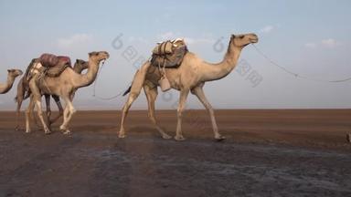 达纳吉尔凹地沙漠中有盐的大篷车