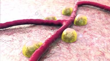 Β 细胞对胰腺表面、 胰岛素和白细胞内血管