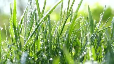 美丽的幼草。清晨的露水落在青草上。草在花园里摇曳。阳光在草地上的<strong>露珠</strong>中闪烁着光芒.