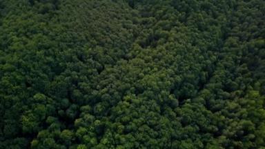 空中绿色森林。喀尔巴阡山山脉