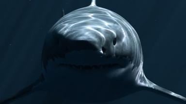 大白鲨巨齿鲨