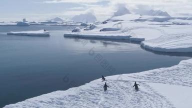 Antarctic penguins walks on ice and jumps in water