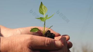 年轻的芽在农民手中。园丁们<strong>双手</strong>捧着一棵绿色的幼苗,在手掌上对着天空。甜椒树苗<strong>特写</strong>。环保芽。生态清洁的星球